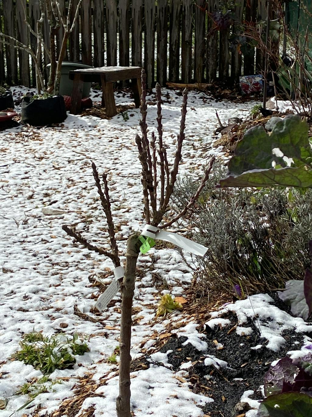 Nectar Babe Nectarine & Pix Zee Peach Miniature