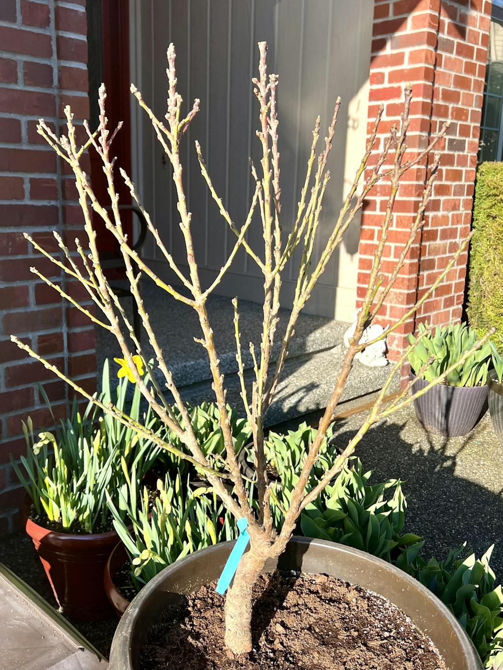 Arctic Babe Miniature Nectarine/Lovell — Raintree Nursery