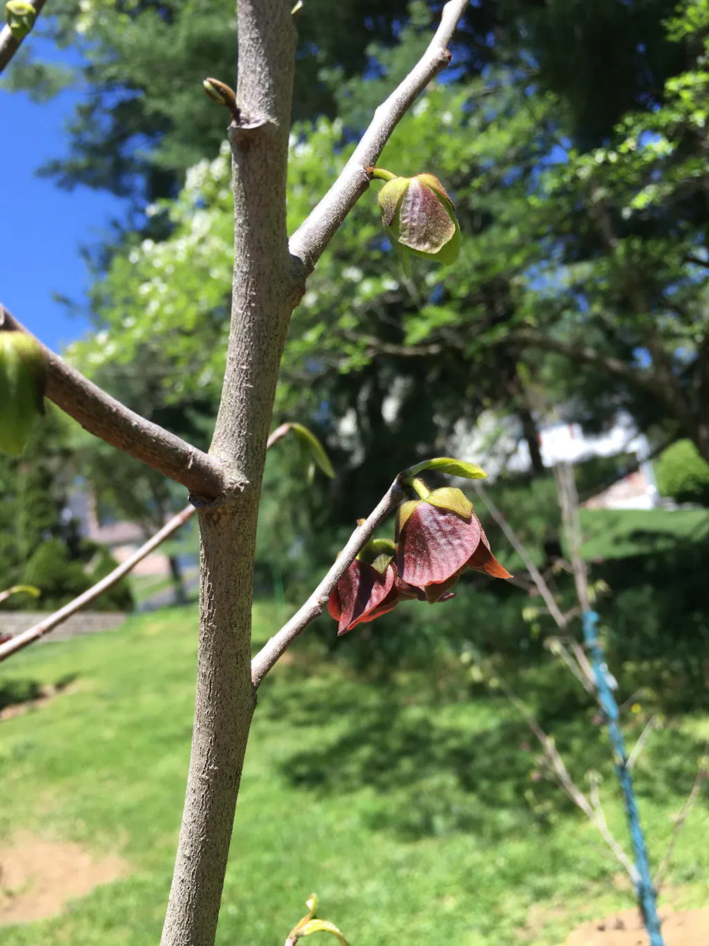 Shenandoah⢠Paw Paw