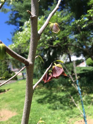 Shenandoah™ Paw Paw