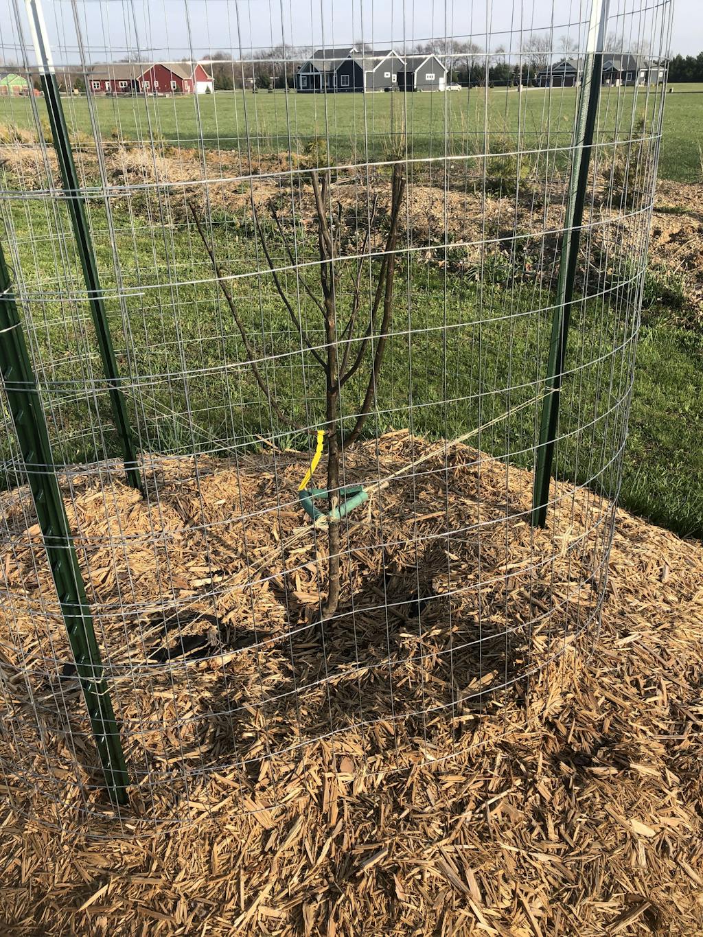 Aromatnaya Russian Quince — Raintree Nursery