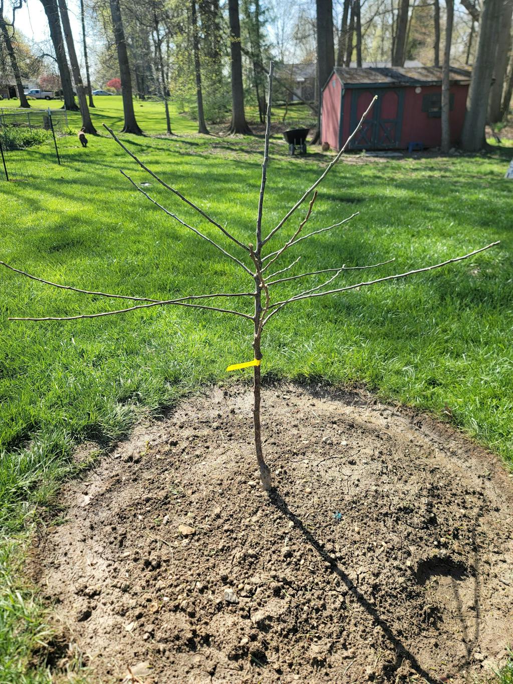 William's Pride Apple — Raintree Nursery