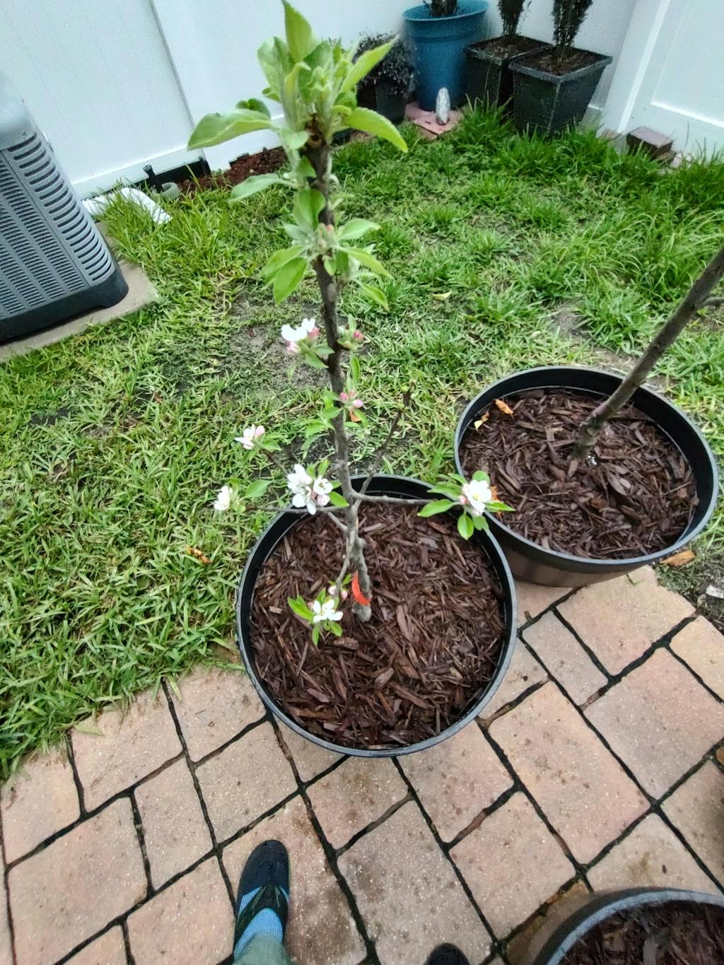 Blushing Delight™ Urban™ Columnar Apple