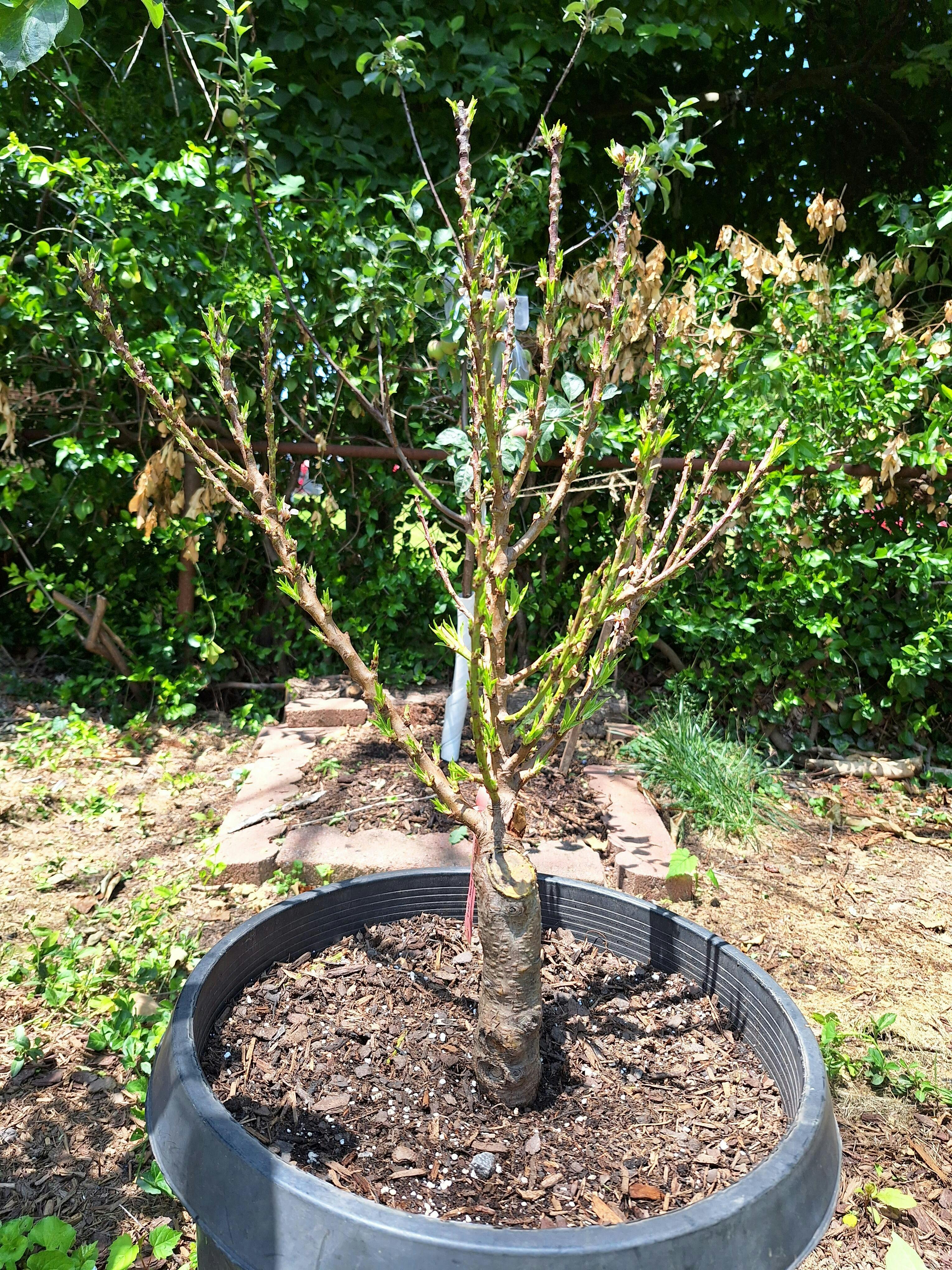 Necta Zee Nectarine - Raintree Nursery