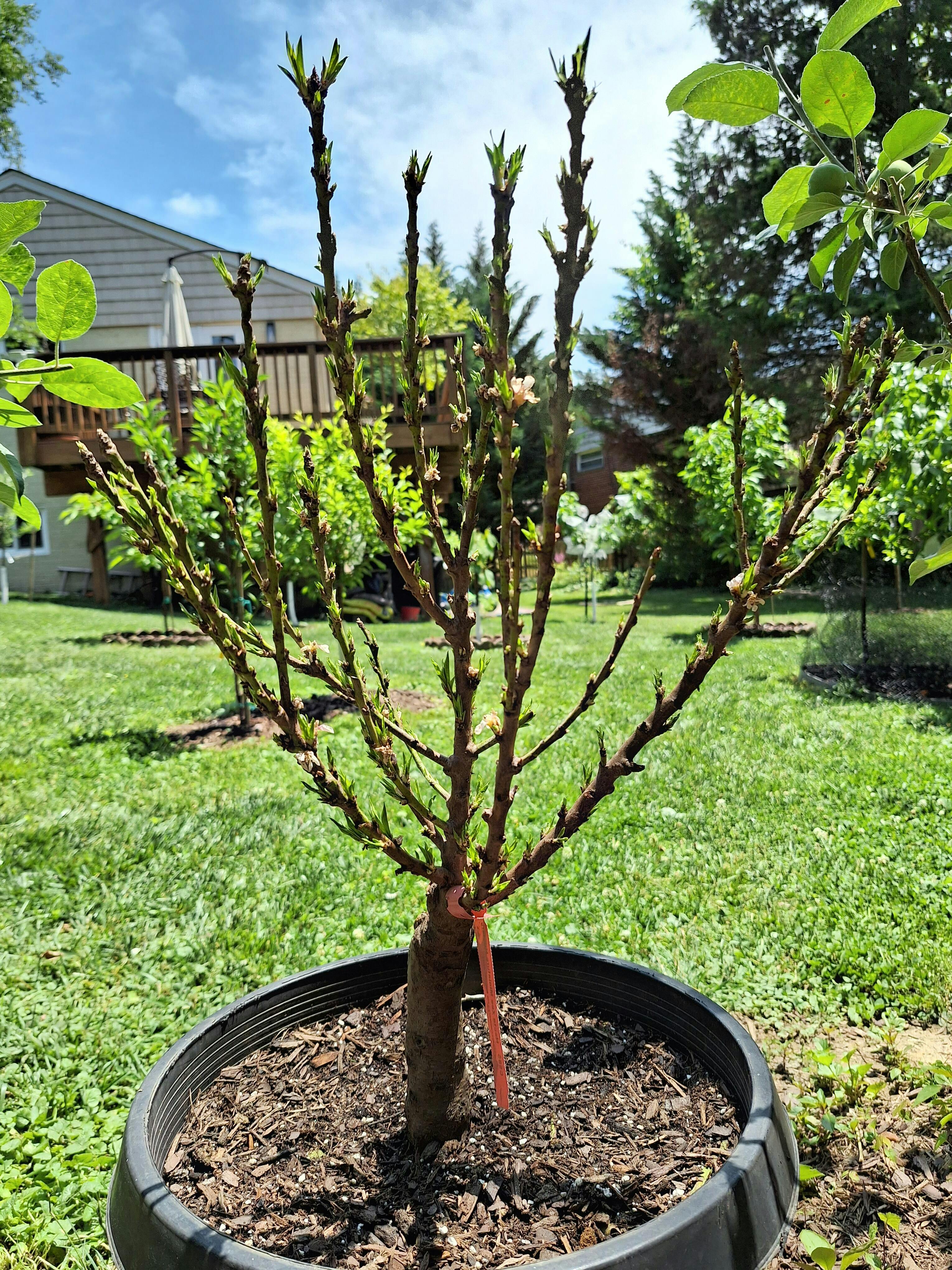 Necta Zee Nectarine - Raintree Nursery