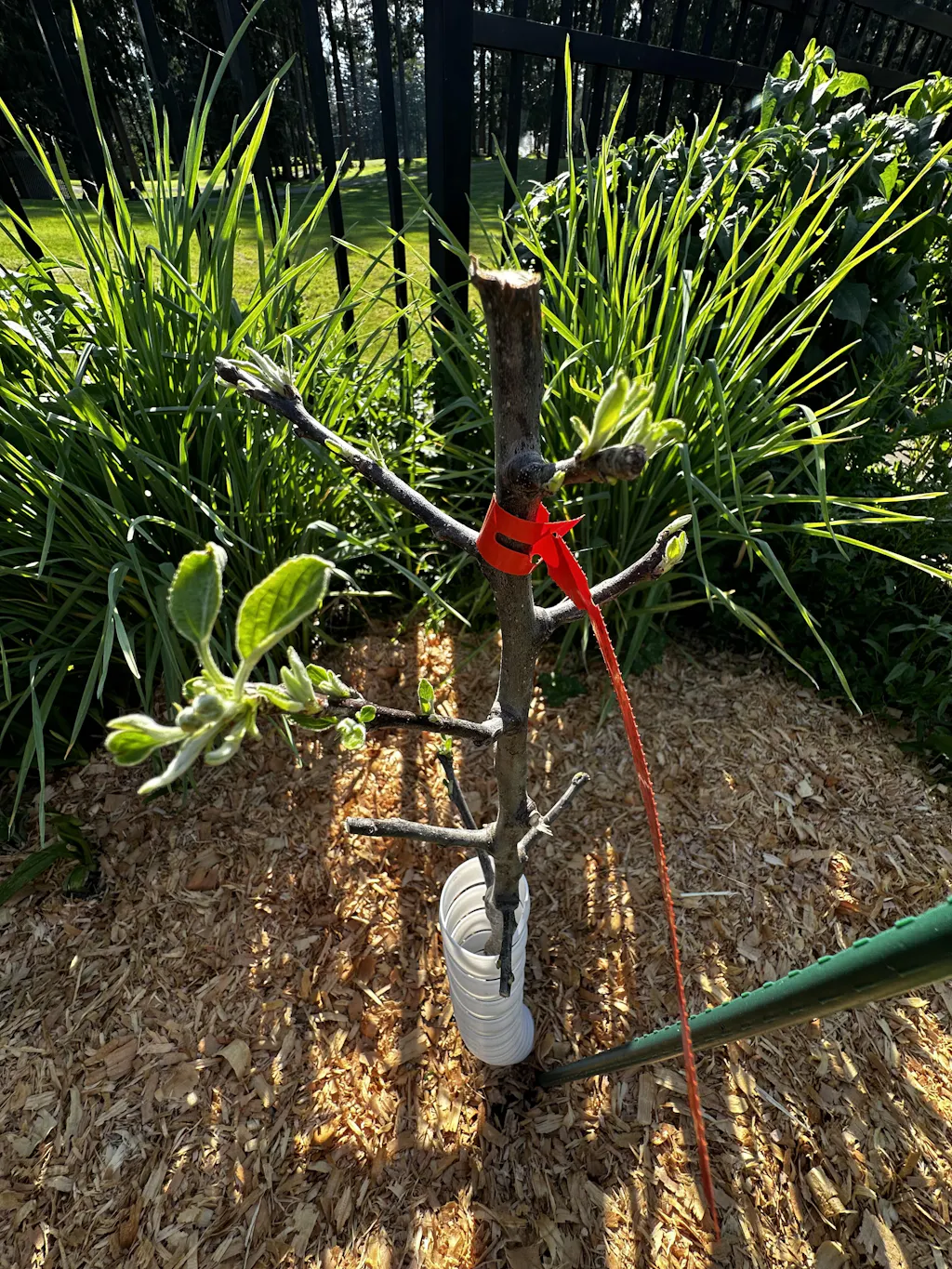 Tasty Red™ Urban® Columnar Apple - Raintree Nursery
