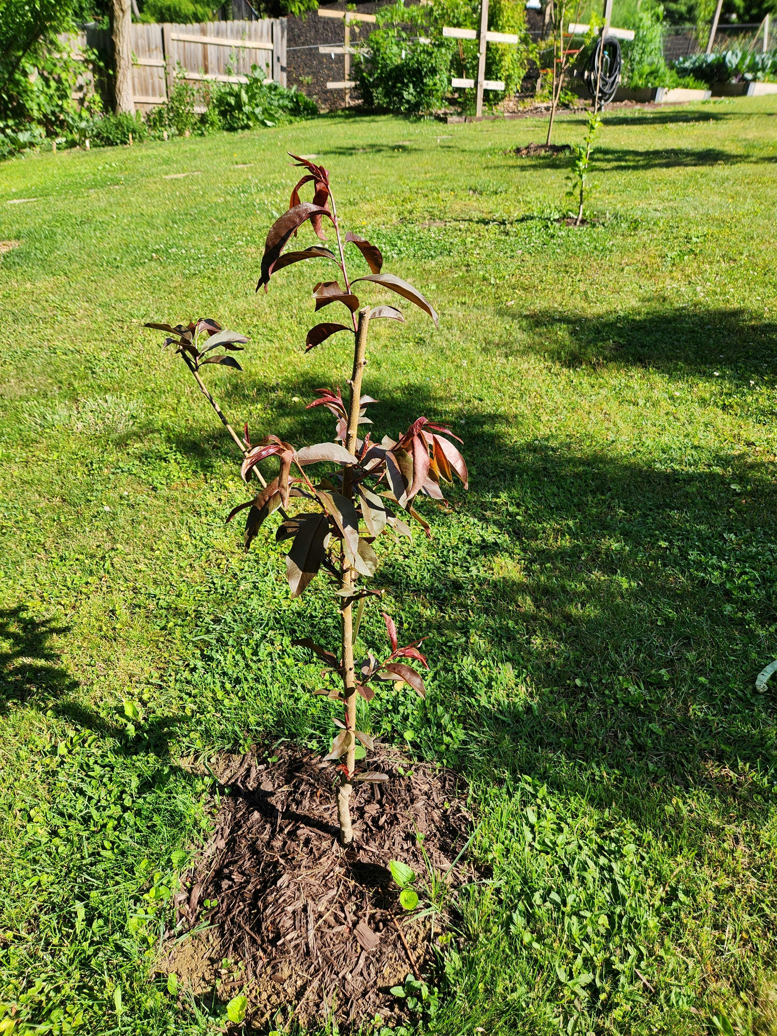 Spice Zee NectaPlum™ - Raintree Nursery