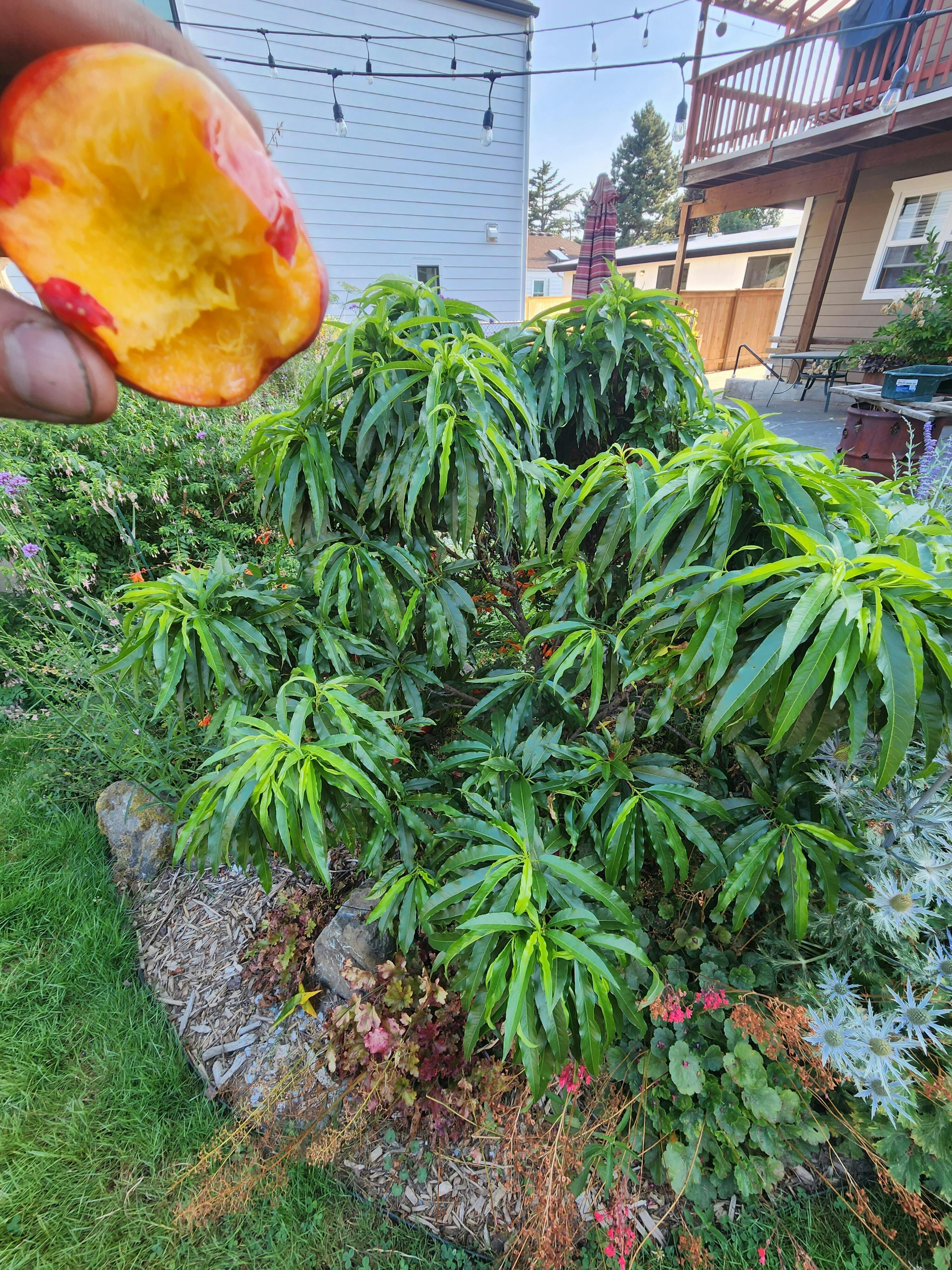 ネクタリス  cm3dmju Necta Zee Nectarine - Raintree Nursery
