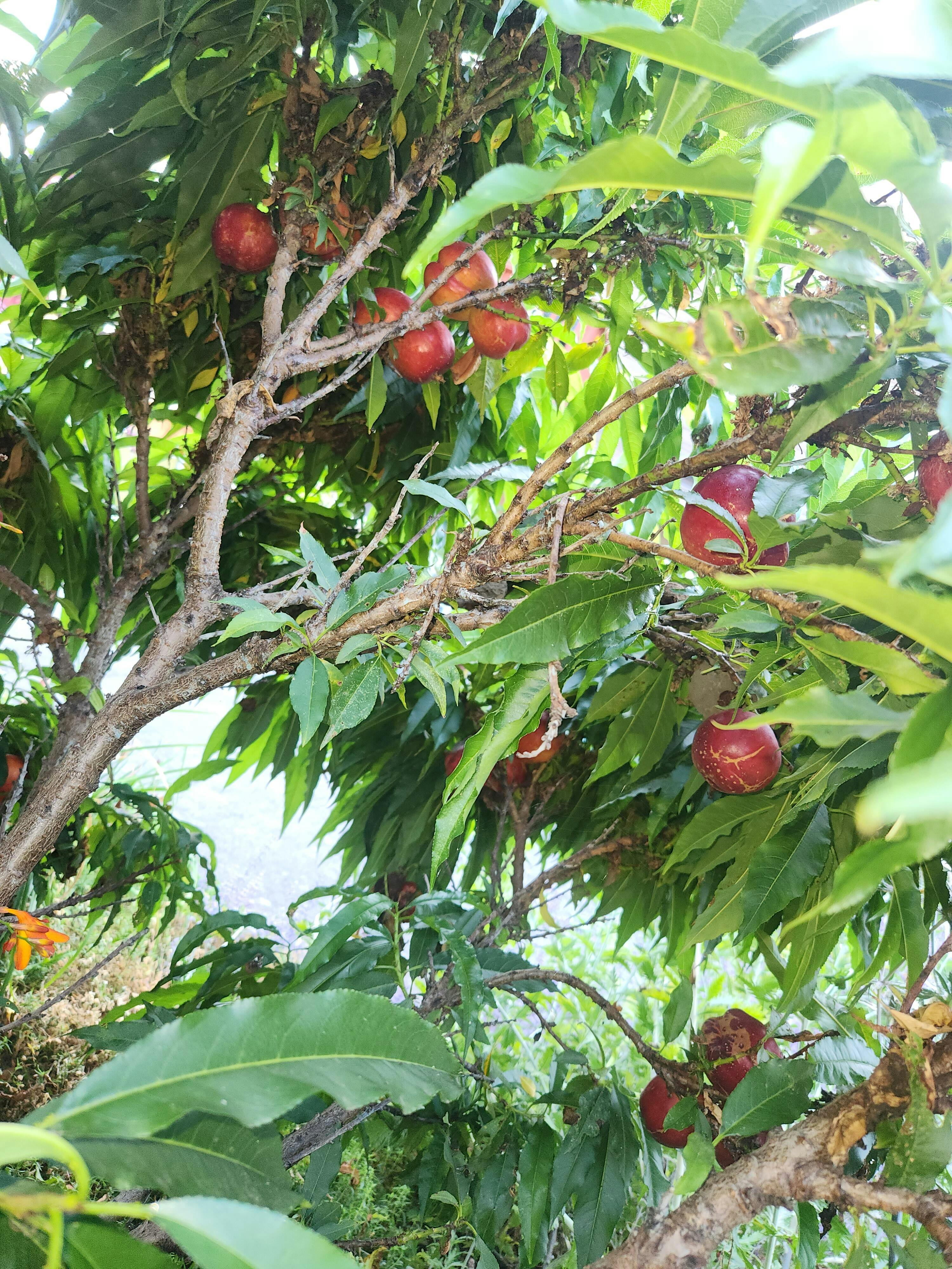 Necta Zee Nectarine - Raintree Nursery