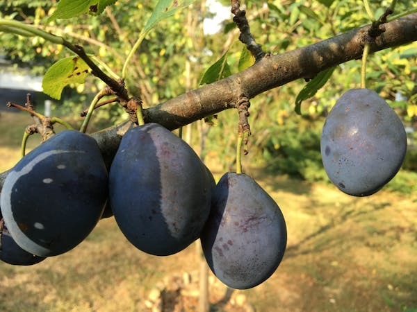 Au Rosa Plum Trees For Sale at Ty Ty Nursery