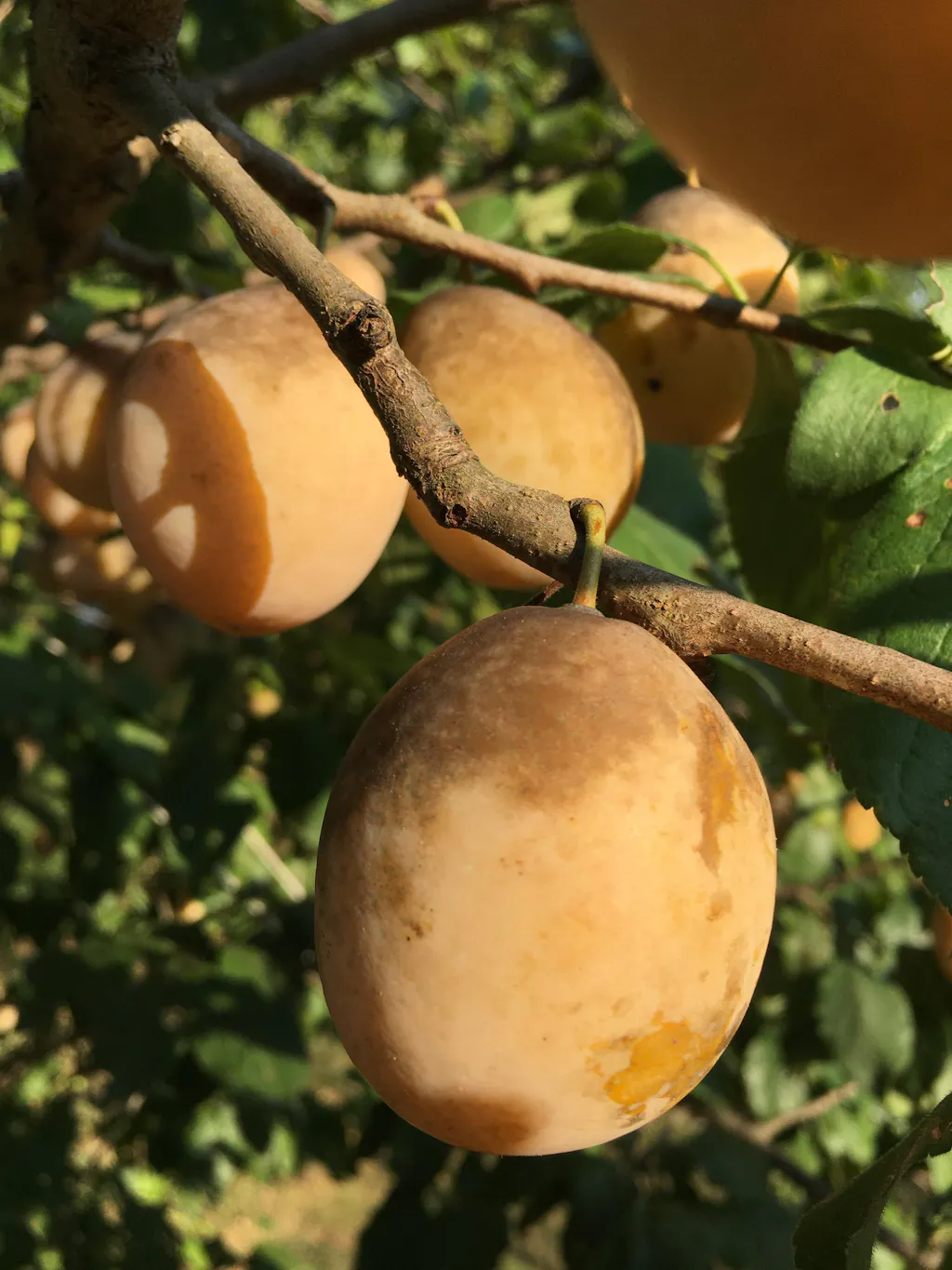 Schoolhouse European Plum