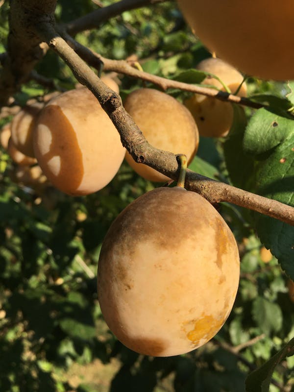 Bosc European Pear — Raintree Nursery