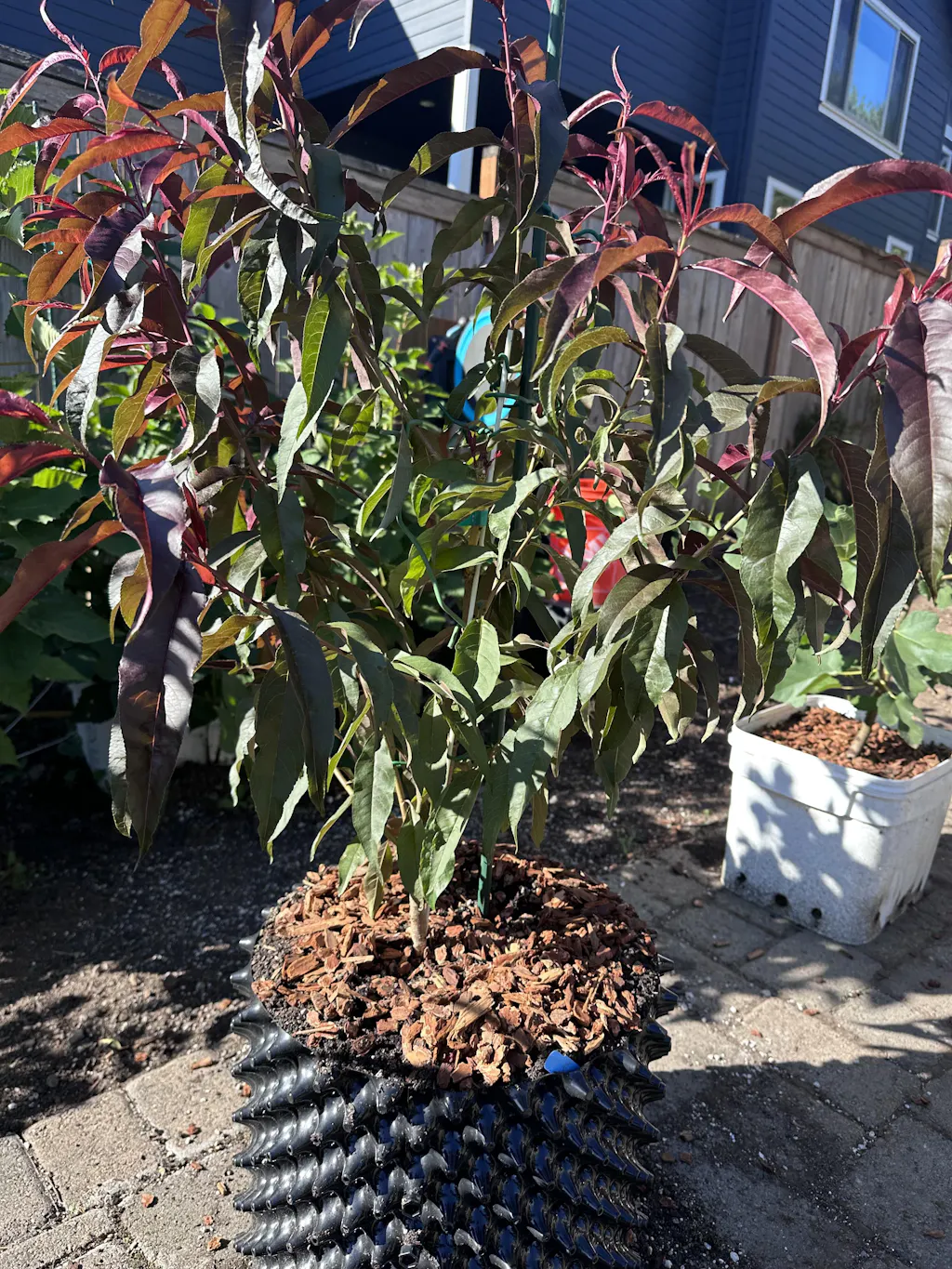 Spice Zee NectaPlum™ - Raintree Nursery