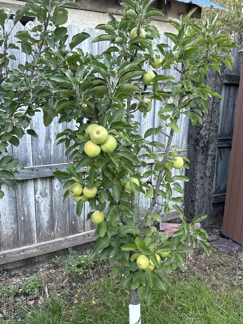 Blushing Delight™ Urban™ Columnar Apple