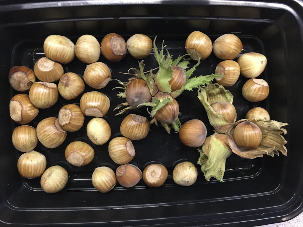 Wepster Filbert Hazelnut