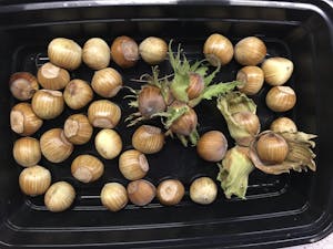 Wepster Filbert Hazelnut