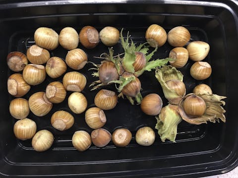 Wepster Filbert Hazelnut