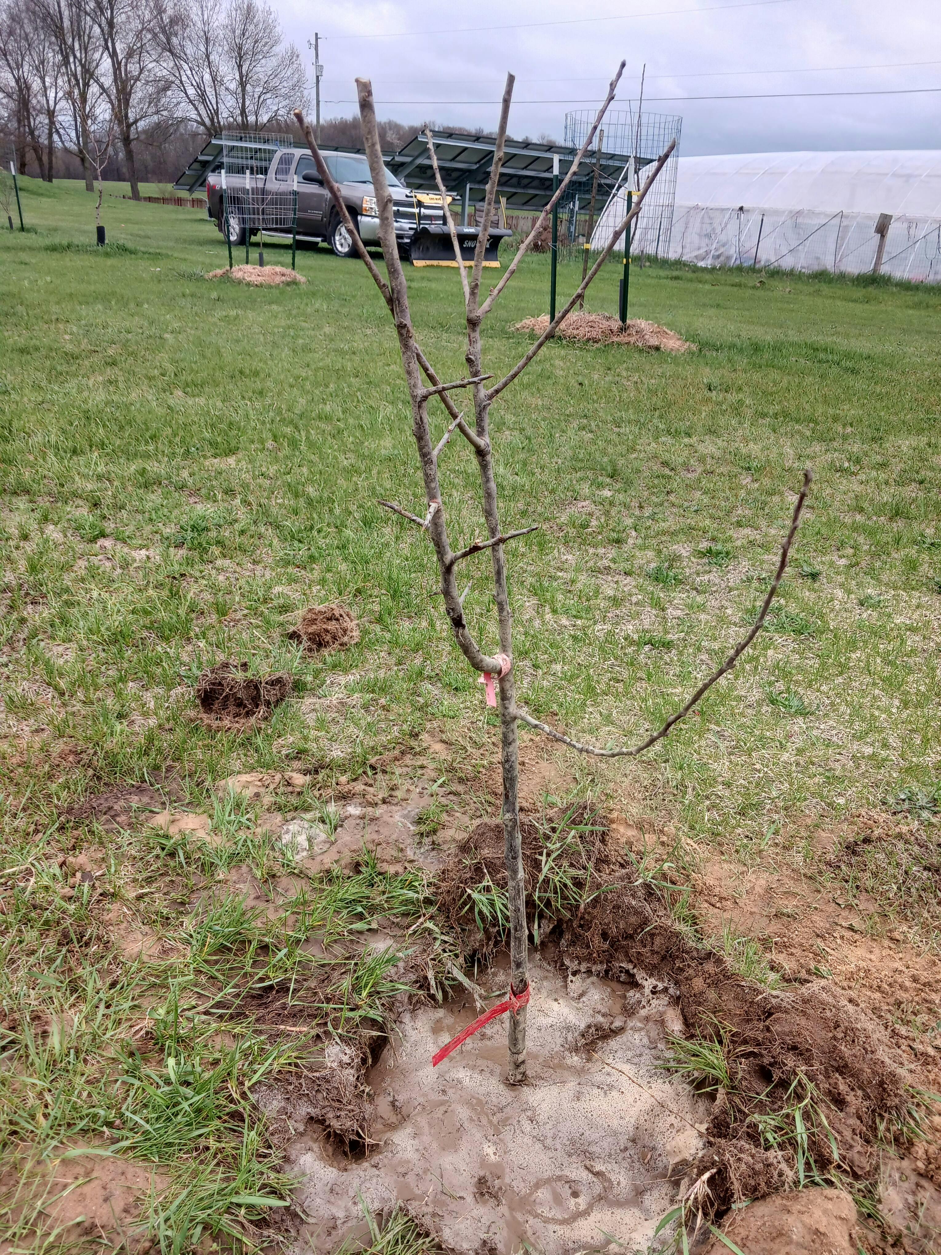 Blues Jam European Plum - Raintree Nursery