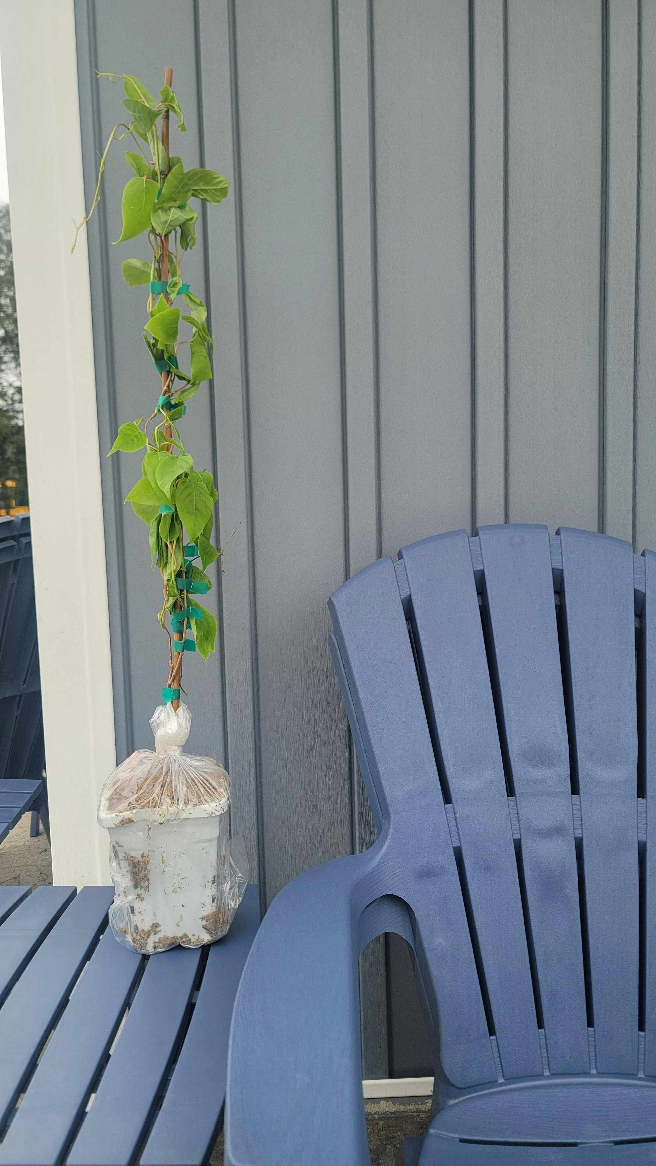 Jumbo Hardy Kiwi — Raintree Nursery