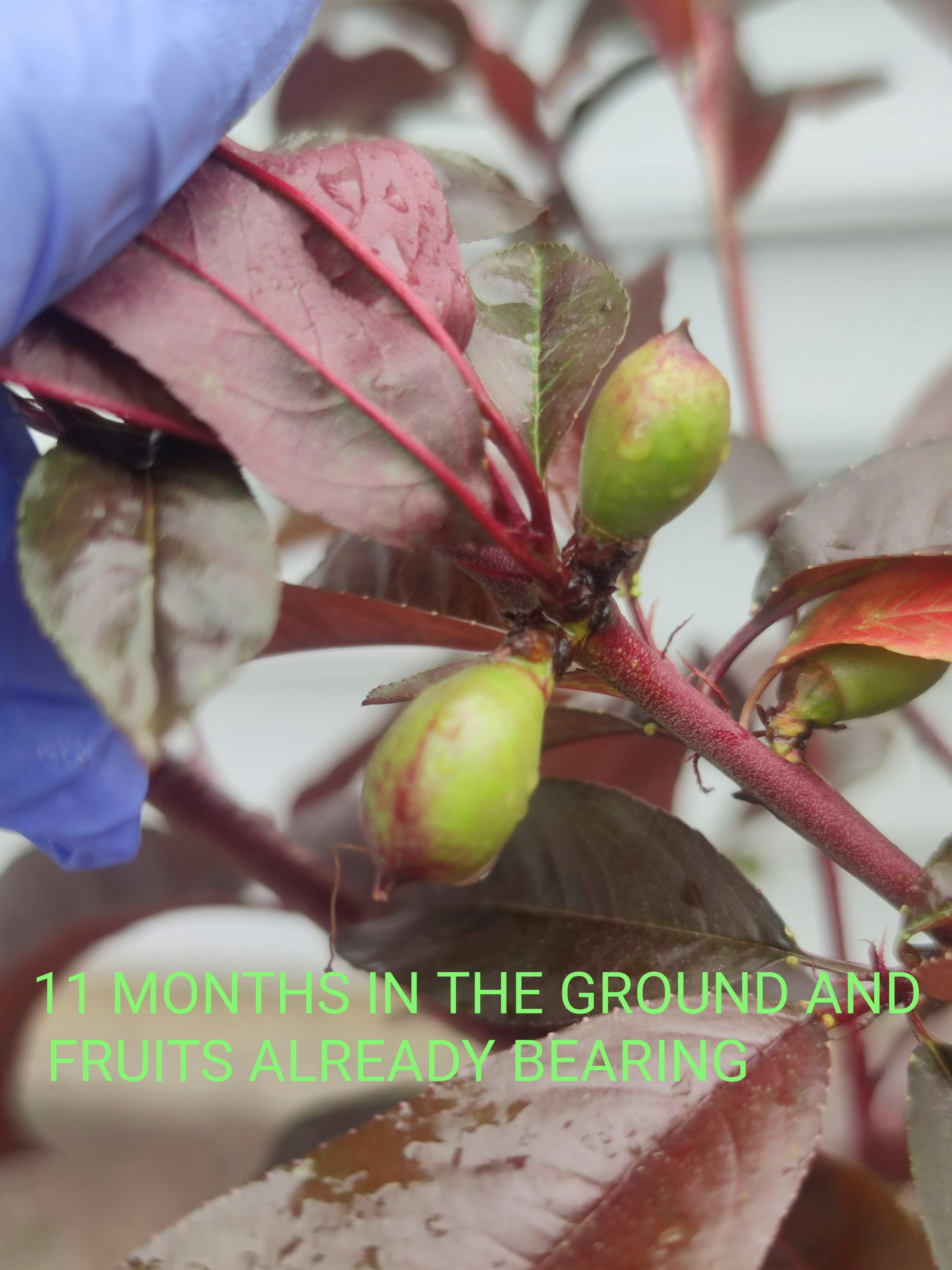 Spice Zee NectaPlum™ - Raintree Nursery