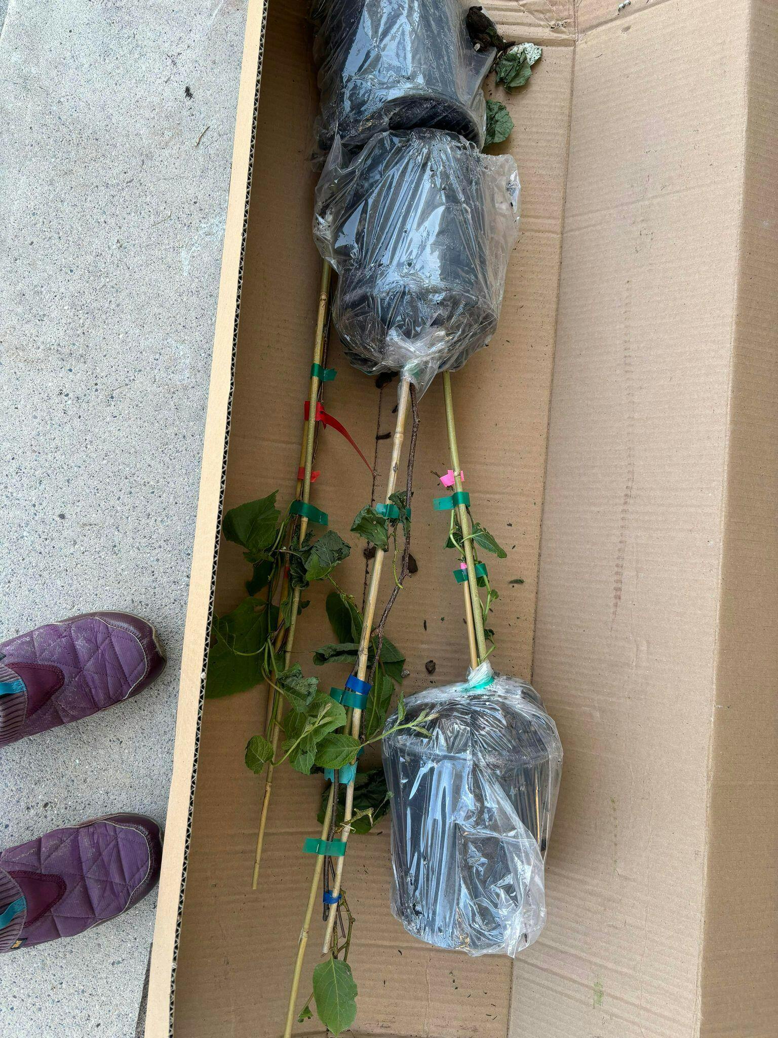 Pasha™ Arctic Beauty Kolomikta Male Kiwi — Raintree Nursery