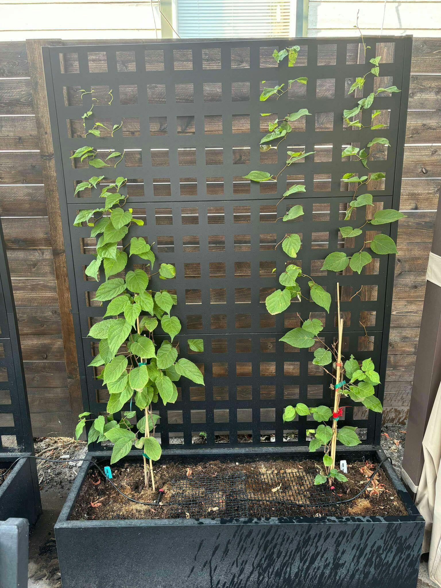 1721927633__449778808_18811751