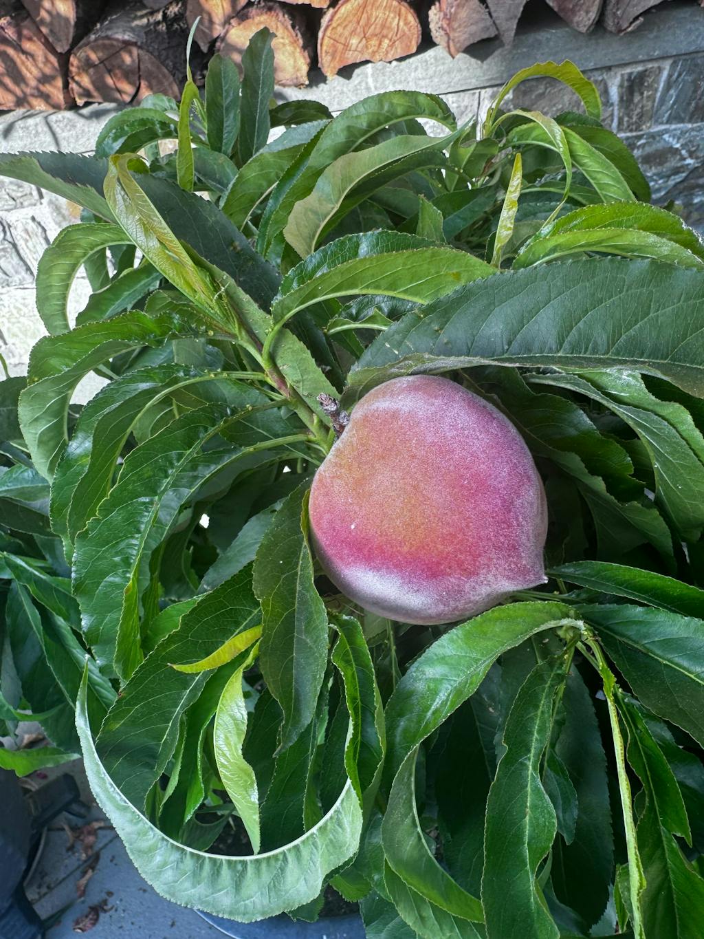 Pix Zee Dwarf Peach - Miniature — Raintree Nursery