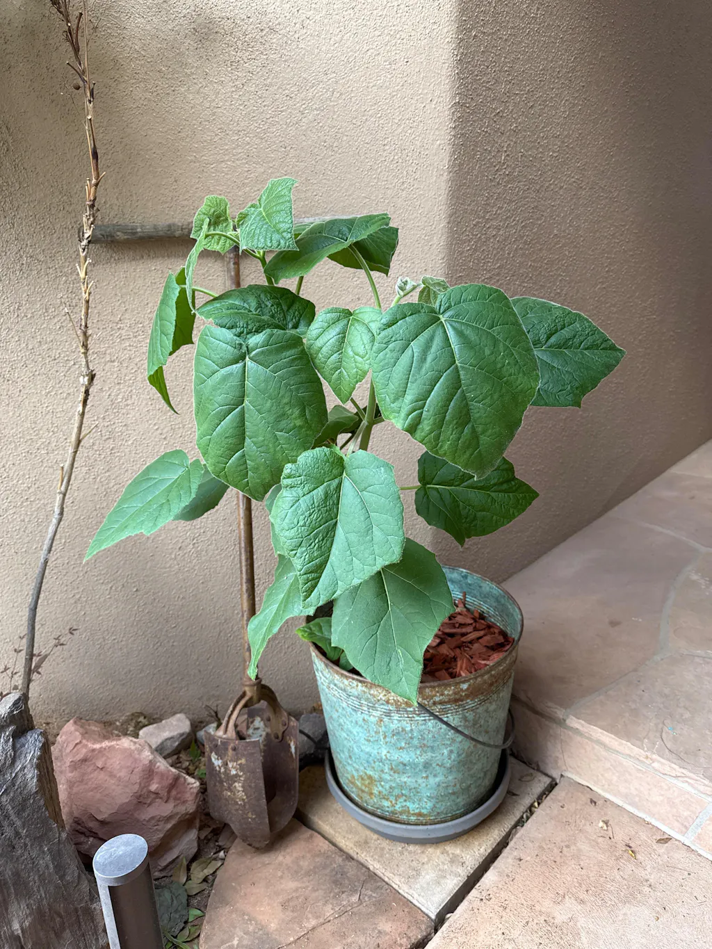 Empress Tree - Raintree Nursery