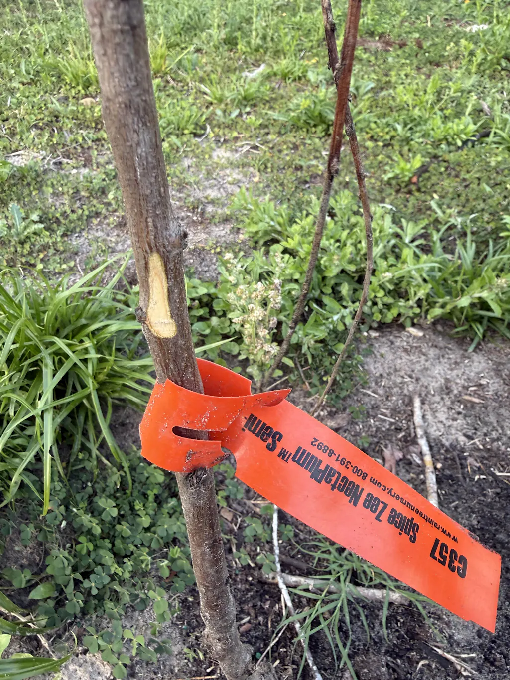 Spice Zee NectaPlum™ - Raintree Nursery