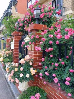 Elegant Climbing Rose Flower Seeds- 9 Rare and Breathtaking Colors Seeds(IMPORTED) + Free Growth Booster