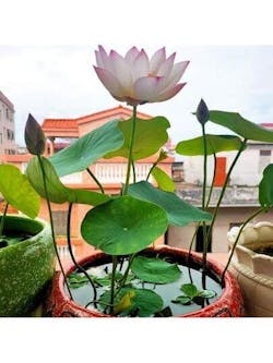 Elegant Sacred Lotus Mix โ Vibrant Colors for Peaceful Water Gardens Multi-Color Blooming Lotus 20 Seeds + Free Growth Booster!
