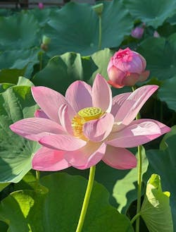 Elegant Sacred Lotus Mix โ Vibrant Colors for Peaceful Water Gardens Multi-Color Blooming Lotus 20 Seeds + Free Growth Booster!