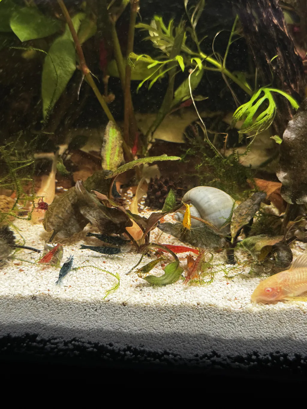 Verified customer tank