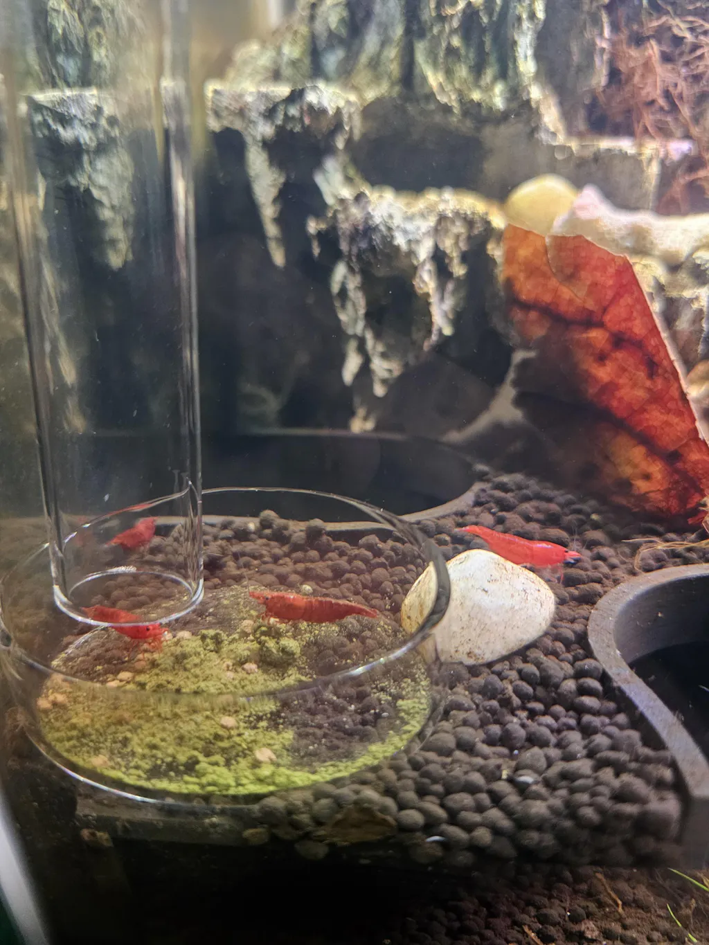 Verified customer tank - Bloody Mary Shrimp