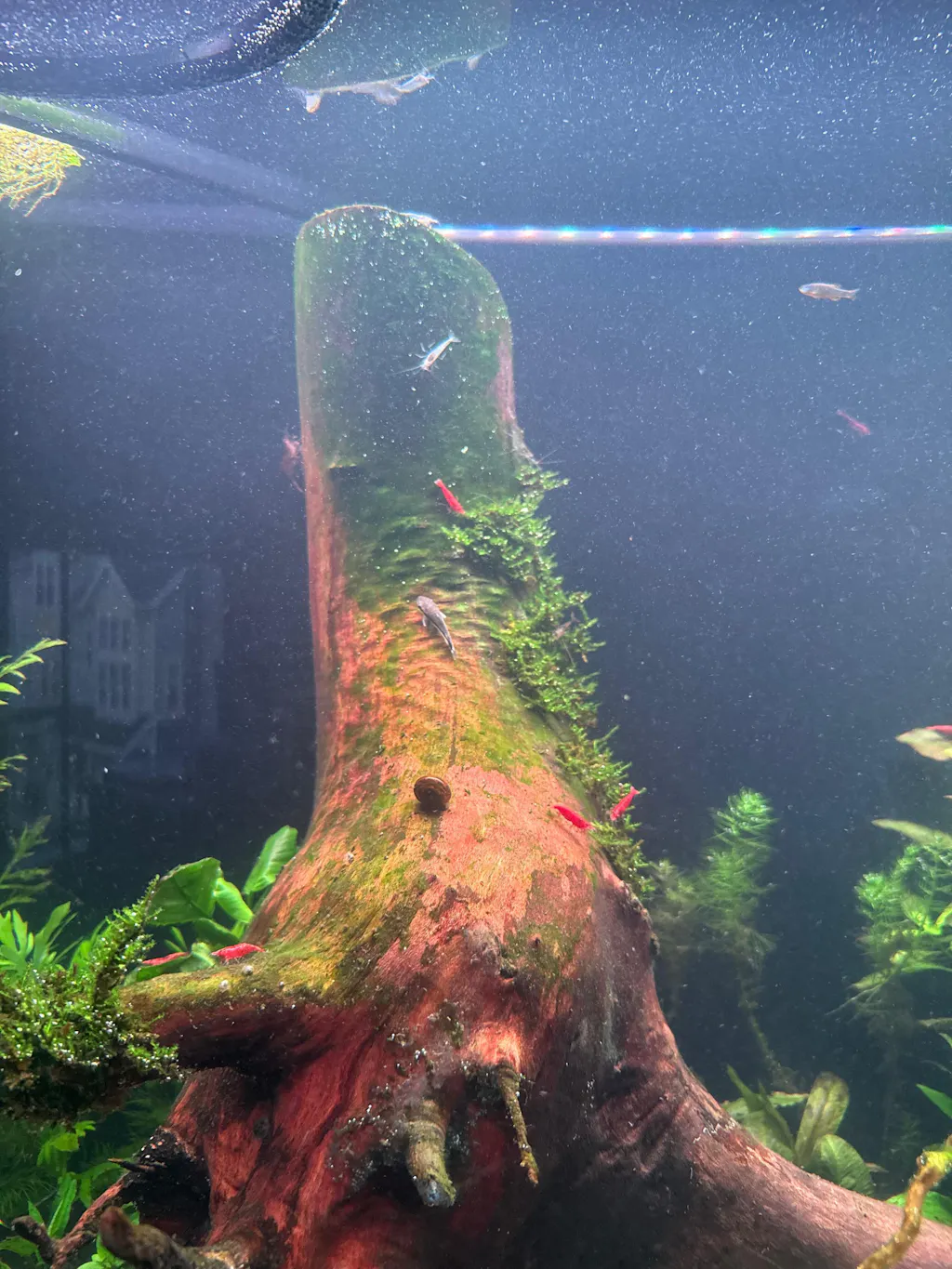 Verified customer tank