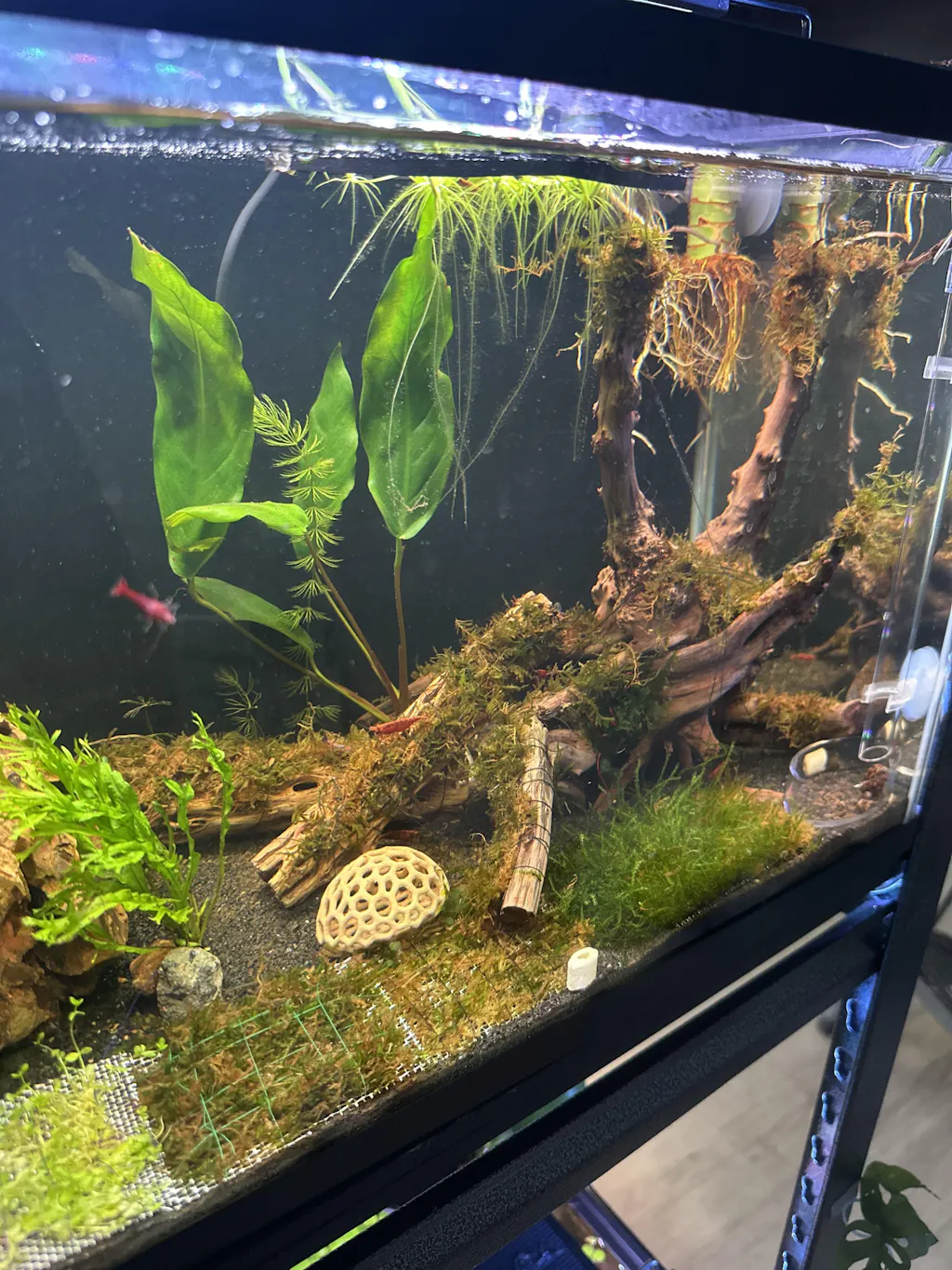 Verified customer tank - Fire Red Shrimp