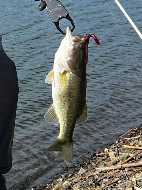 Reaction Tackle Offset EWG Worm Hooks (25-Pack)