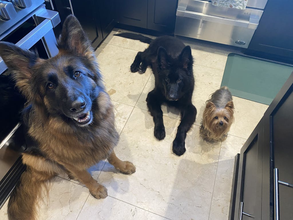 Doggie Chicken Chips Dog Treats Really Good Pets Shop