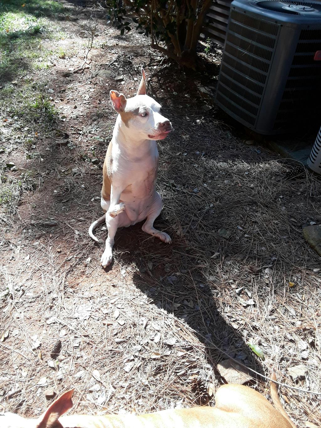 Extra-Large Pet Stone Memorial