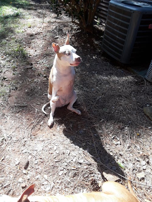 Extra-Large Pet Stone Memorial