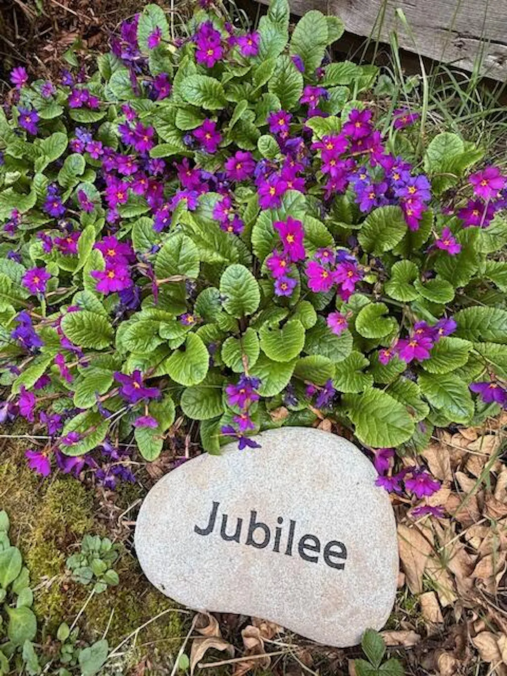 Small Pet Stone Memorial