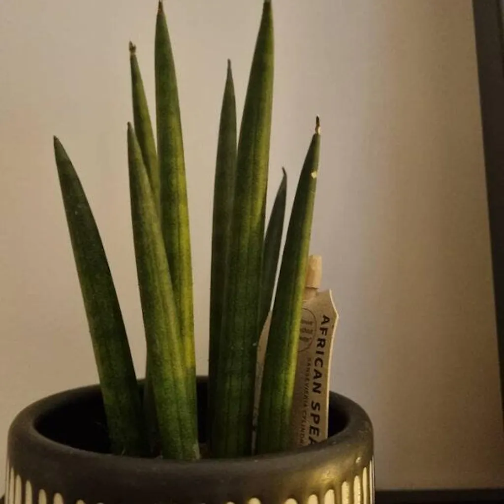 Sansevieria Cylindrica Rocket, Baby Plant
