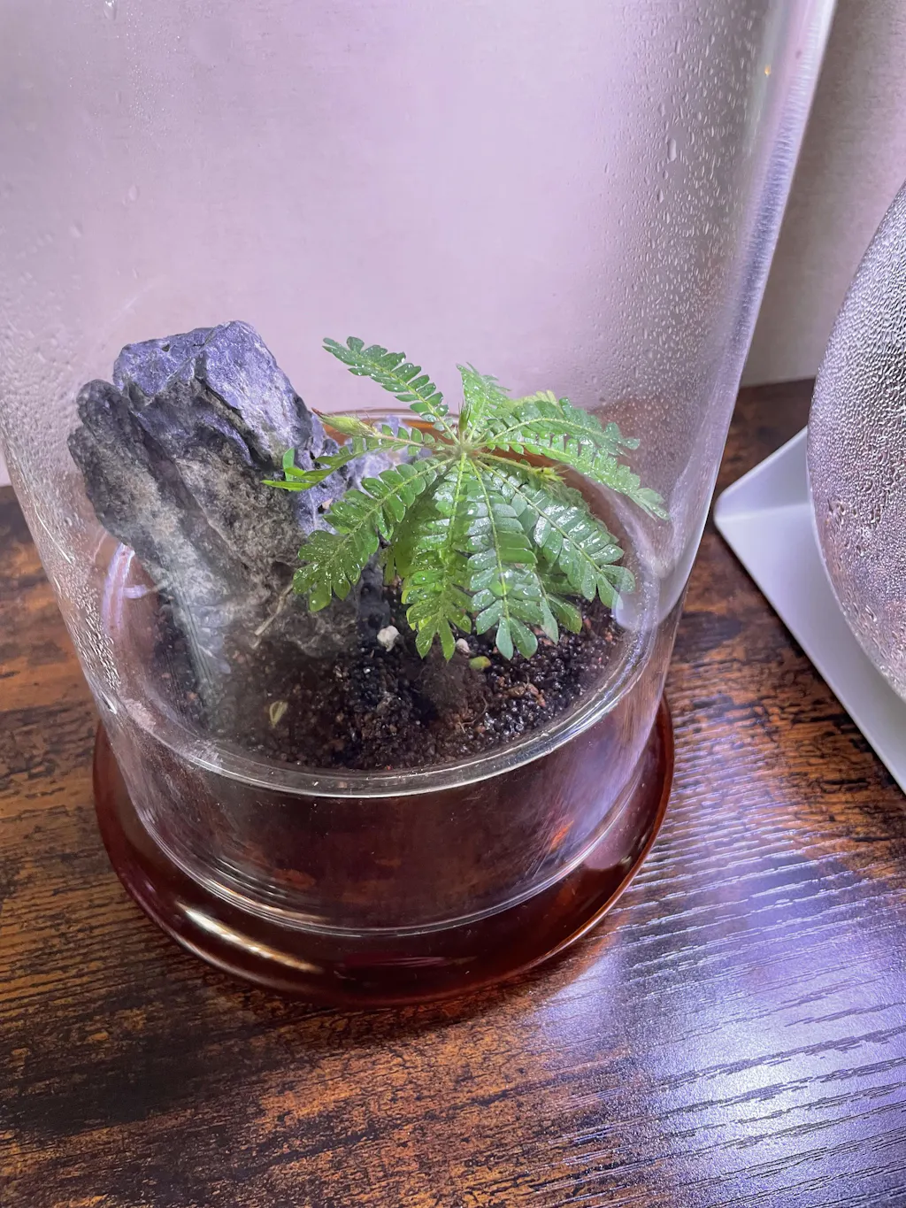 party plant Alternanthera Party Time - House Plants Delivery Toronto