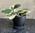 Variegated Hoya Kerrii | Rare Succulent | Pet-Safe Gift Plant