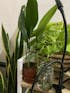 Cast Iron Plant, Aspidistra Elatior, Pet Safe Indoor Plant in Multiple Sizes