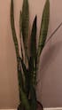 Sansevieria trifasciata Silver Mist, 90cm, Hardy Houseplant, Air purifying plant