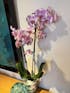 Phalaenopsis Magic Art - Rare Orchid - 70cm, Limited Quantity