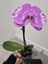 @ThePlantRescuer Rescue Box - Orchid Rescue Box