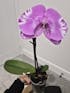 @ThePlantRescuer Rescue Box - Orchid Rescue Box