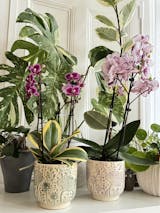 Variegated Orchid - Phalaenopsis Chia E Yenlin – Rare Plant